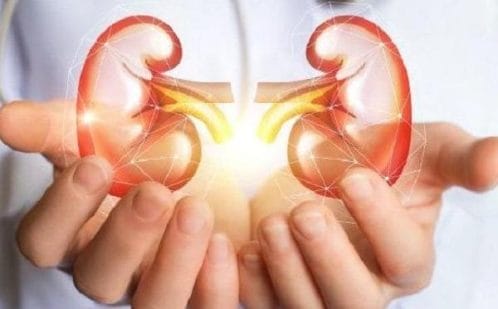 Kidney held by a hand