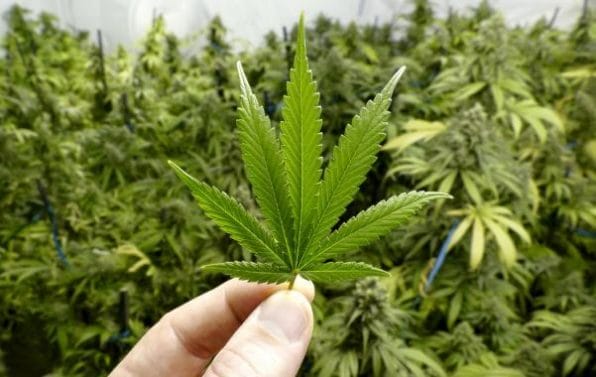 marijuana-cannabinoid; kidney disease medications to avoid