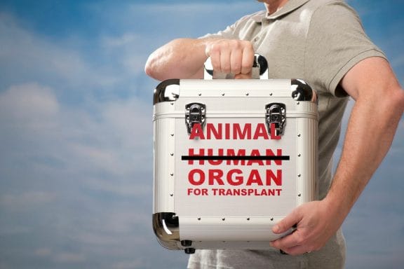 animal organ animal organ