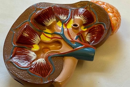 human kidney human kidney