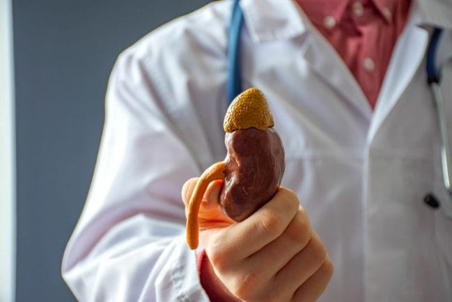 doctor holding kidney doctor holding kidney