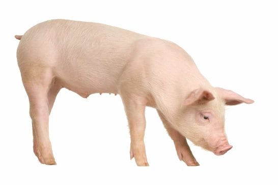 pig as an organ donor