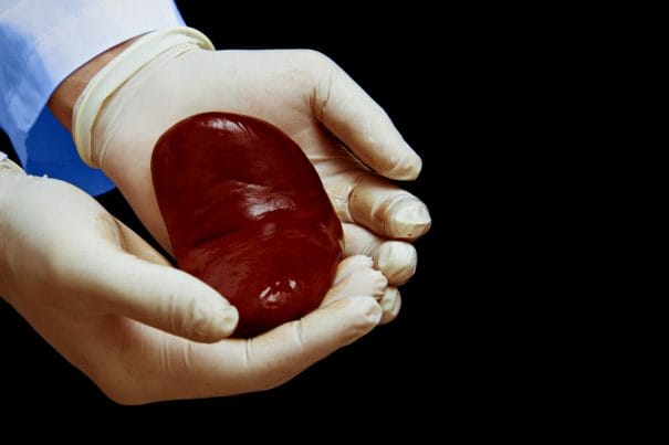 properly functioning kidneys. properly functioning kidneys.