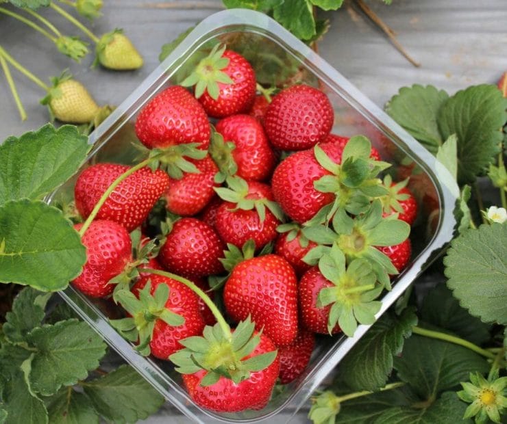strawberries and kidney disease