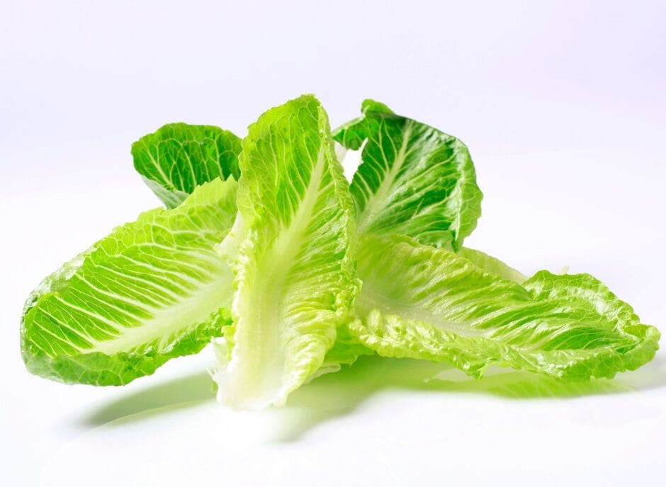 Fresh romaine lettuce leaves on a white background.