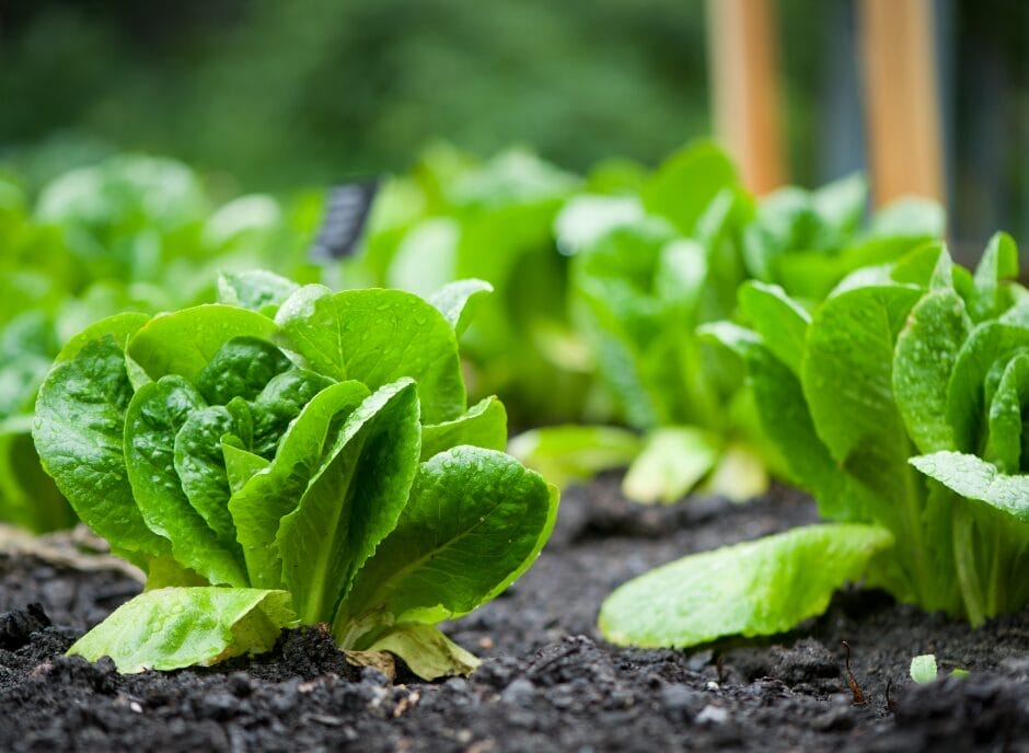 Fresh lettuce growing in a garden bed.
