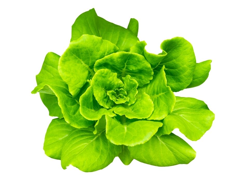 Fresh green butterhead lettuce isolated on white background.