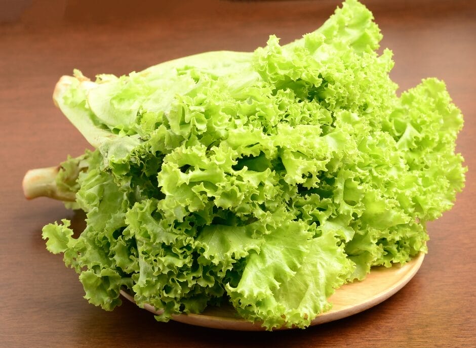 Fresh green leaf lettuce on a wooden plate.