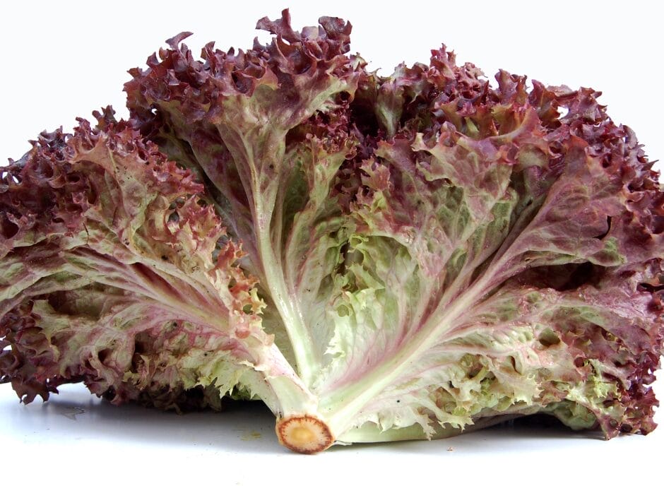 A head of red leaf lettuce against a white background.